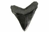 Fossil Megalodon Tooth - Georgia #145436-1